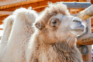 Fototapeta premium camel at the zoo