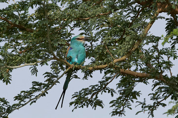 Abyssinian roller (Coracias abyssinicus)