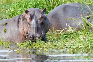 hippopotamus in murchison falls