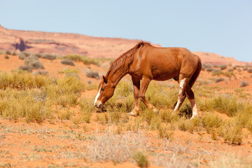 Wild horse in Monument Valley