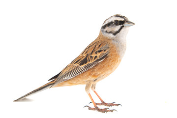 Rock bunting, Emberiza cia, isolated on white background. Male.