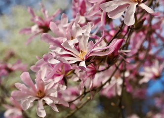 Magnolia blossoms in spring outside