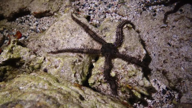Brittle star (Ophiocoma scolopendrina) crawling in the shallow water near the shore in search of food, Marsa Alam, Abu Dabab, Egypt