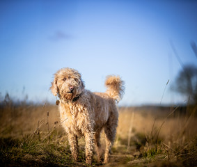 The Labradoodle