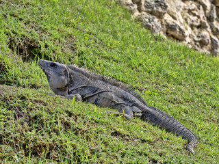 Black iguana, Ctenosaura similis, is a massive lizard, residing mostly on the ground, Belize