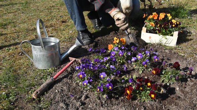 Gardener planting flowers (pansy) in the garden