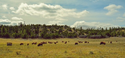 Fototapeta na wymiar Herd of Bison or American Buffalo in high plains field in Utah