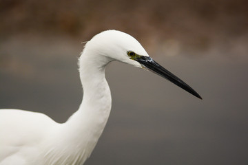 primo piano di garzetta (Egretta garzetta) in caccia nello stagno