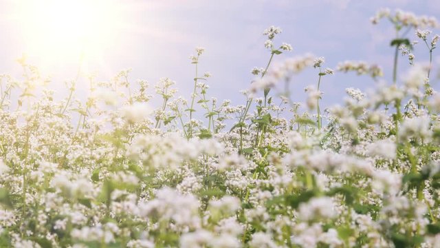 Field of buckwheat and buckwheat plants. Buckwheat agriculture. Panorama buckwheat flower