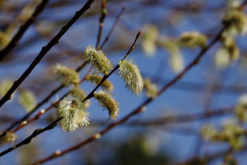 View of pussy willow tree branch in the springtime