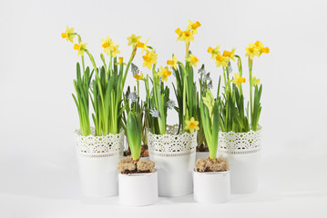 daffodils, muscari, hyacinths on a light background