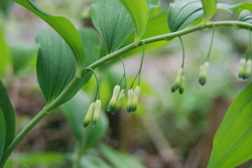 Obraz premium pianta di Sigillo di Salomone (Polygonatum officinale) in fioritura