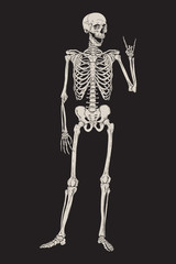 Human skeleton posing isolated over black background vector illustration. Hand drawn gothic style placard, poster or print design.