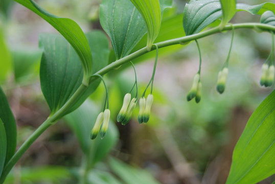 pianta di Sigillo di Salomone (Polygonatum officinale) in fioritura