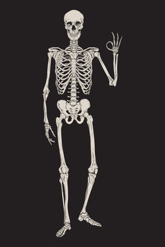 Human skeleton posing isolated over black background vector illustration. Hand drawn gothic style placard, poster or print design.