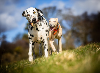 The Dalmatian