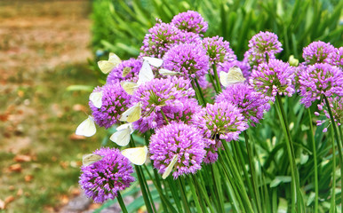 Obraz premium Agapanthus purple flower with white butterflies. Pieris brassicae