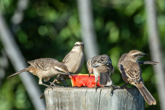 Chalk-browed mockingbirds Mimus saturninus feeding on watermelon on bird feeder, Sao Jorge, Chapada dos Veadeiros, Goias, Brazil