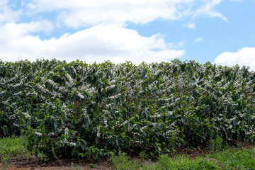 Fototapeta na wymiar Farm flowered coffee plantation in Brazil