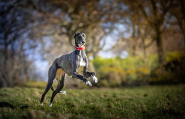 The Lurcher
