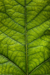 Background of green leaf