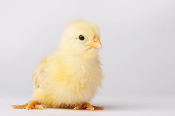 Cute yellow chicken isolated on a gray background