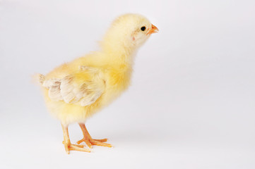 Cute yellow chicken isolated on a gray background