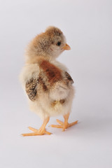 Cute chicken with a tuft. On a gray background isolated