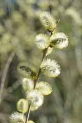 Obraz premium Blooming willow - closeup