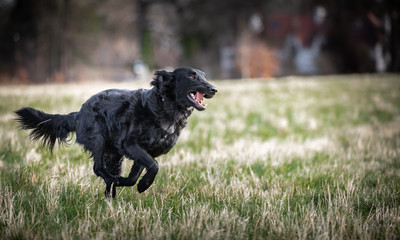 The Flat Coated Retriever