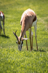 South African Springbok grazing on a green pasture / field