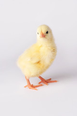 Cute yellow chicken isolated on a gray background