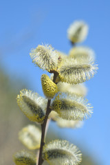 Fototapeta premium Blooming willow - closeup