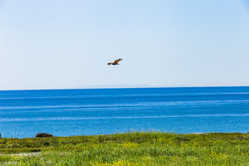 Turkey Vulture in flight in Southern California