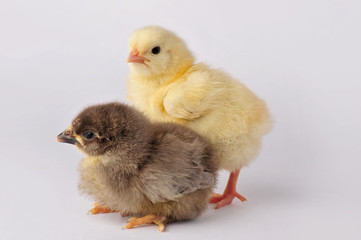 Two cute chicken isolated on a gray background