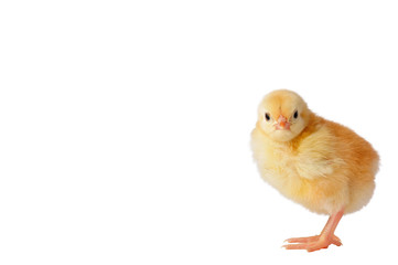 Cute yellow chicken on a white background. Place for inscription