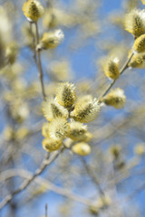 Blooming willow - closeup