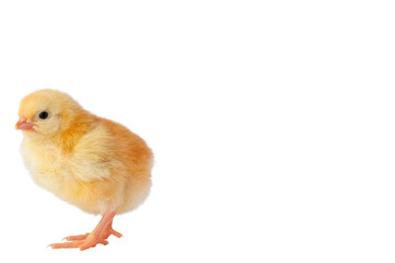 Cute yellow chicken on a white background. Place for inscription