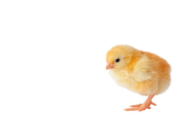 Cute yellow chicken on a white background. Place for inscription