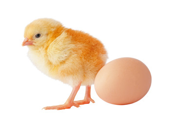 Cute yellow chicken with egg on a white background