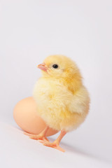 Cute yellow chicken with egg isolated on a gray background
