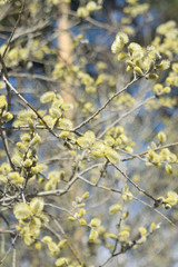 Blooming willow - closeup