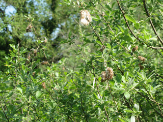 Salix tree ( Salix Cinerea ) with tiny seeds embedded in white cottony down which assists wind...