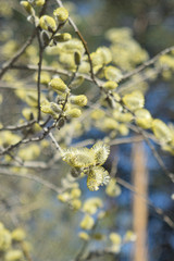 Blooming willow - closeup