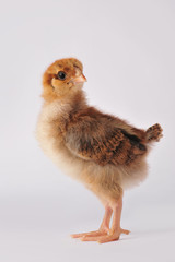 Cute brown chicken on a gray background