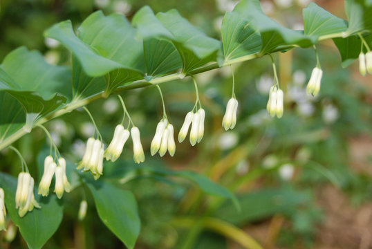 pianta di Sigillo di Salomone (Polygonatum officinale) con fioritura