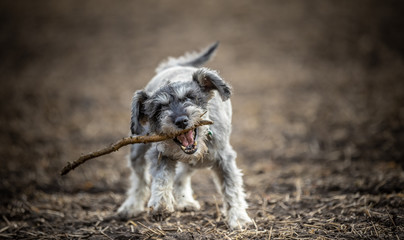 The Miniature Schnauzer