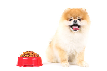 Pomeranian dog with dry food in red bowl isolated on white background