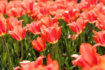 Fresh red tulip flowers in the garden