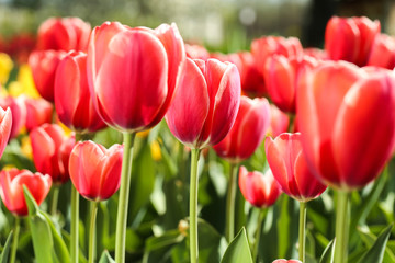 Fresh red tulip flowers in the garden